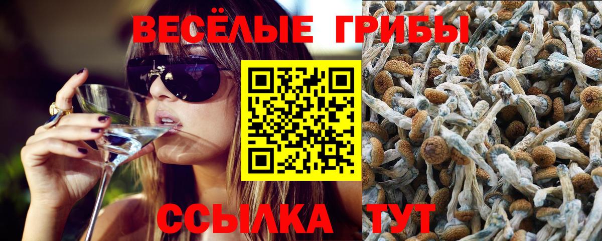 Псилоцибиновые грибы Cubensis Владикавказ